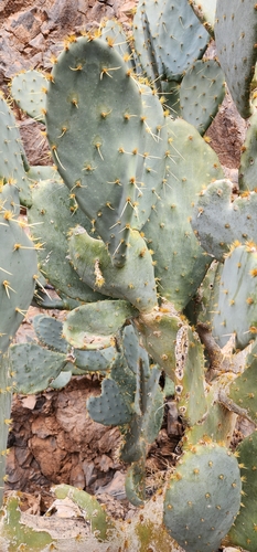 Opuntia engelmannii (Engelmann's Pricklypear) (alternate view 2)