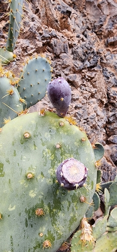 Opuntia engelmannii (Engelmann's Pricklypear) (alternate view 3)