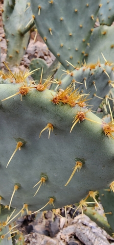 Opuntia engelmannii (Engelmann's Pricklypear) (alternate view 4)