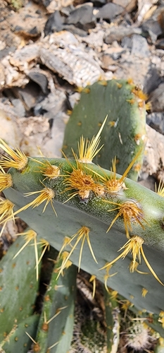 Opuntia engelmannii (Engelmann's Pricklypear) (alternate view 5)