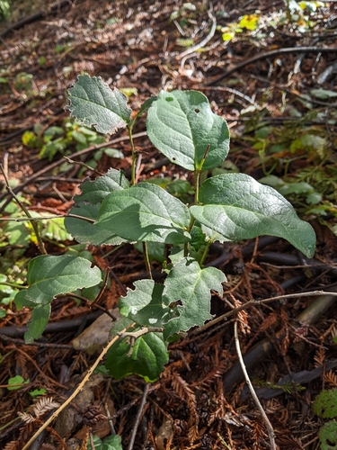 Gaultheria shallon (salal) (alternate view 4)
