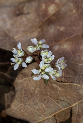 Erigenia bulbosa (harbinger of spring) (alternate view 4)