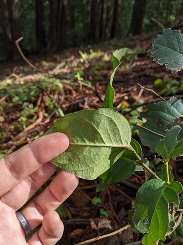 Gaultheria shallon (salal) (alternate view 5)