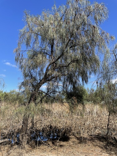 Acacia stenophylla (alternate view 13)