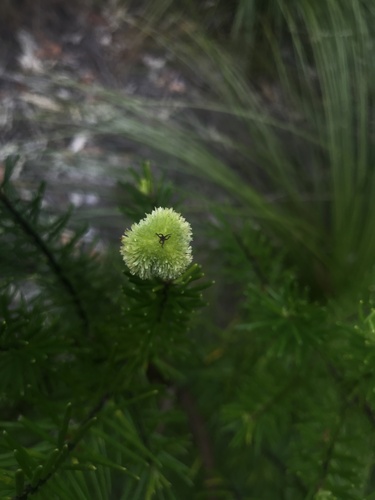 Ricinocarpos pinifolius (Wedding Bush) (alternate view 6)