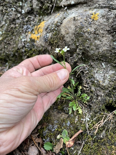 Arabidopsis lyrata (Lyreleaf Rockcress)