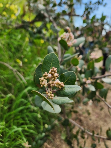 Rhus integrifolia (lemonade berry)