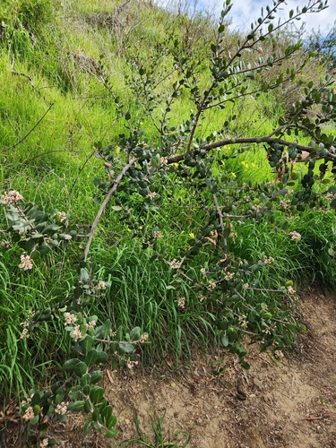 Rhus integrifolia (lemonade berry)