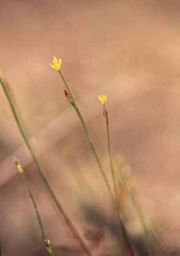 Hypericum gentianoides (pineweed) (alternate view 8)