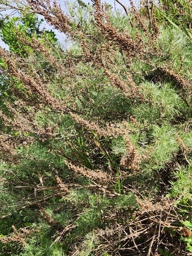 Artemisia californica (California sagebrush)