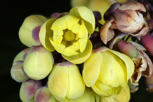 Berberis bealei (leatherleaf mahonia)