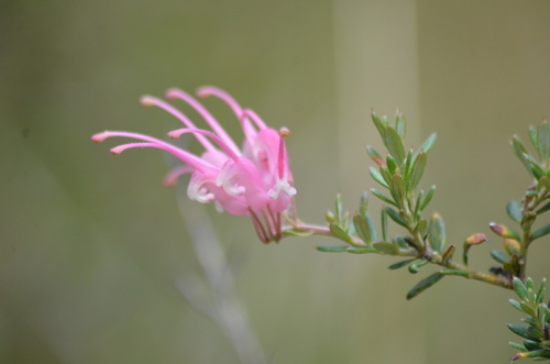 Grevillea lavandulacea (Lavender Grevillea) (alternate view 5)
