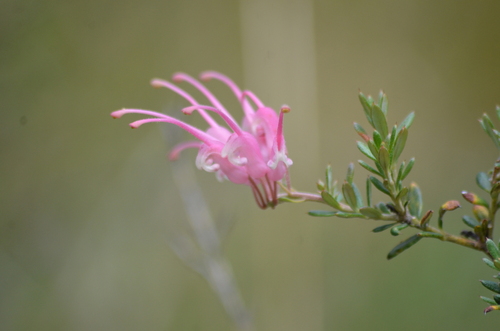 Grevillea lavandulacea (Lavender Grevillea) (alternate view 6)