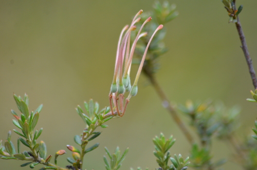 Grevillea lavandulacea (Lavender Grevillea) (alternate view 7)