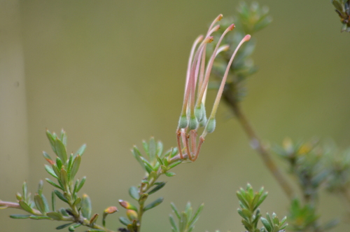 Grevillea lavandulacea (Lavender Grevillea) (alternate view 8)