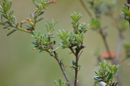 Grevillea lavandulacea (Lavender Grevillea) (alternate view 9)