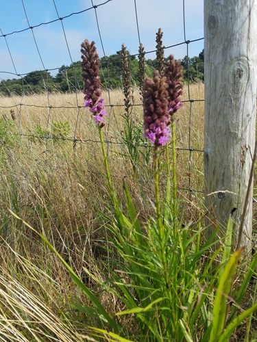 Liatris spicata (prairie star)