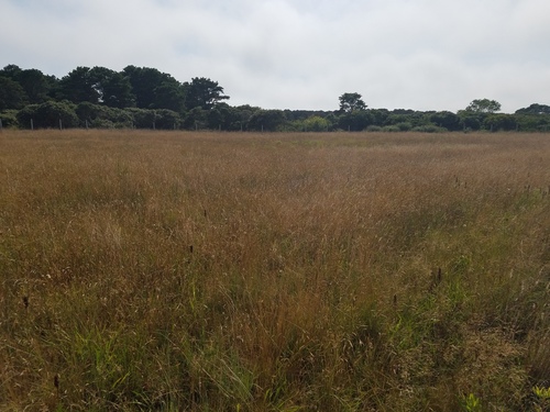Liatris spicata (prairie star) (alternate view 4)