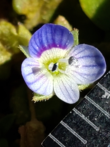 Veronica polita (Grey Field-speedwell) (alternate view 3)