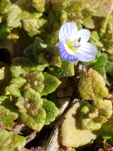 Veronica polita (Grey Field-speedwell) (alternate view 4)