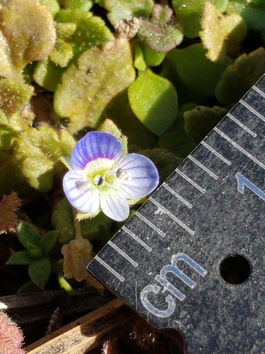 Veronica polita (Grey Field-speedwell) (alternate view 5)