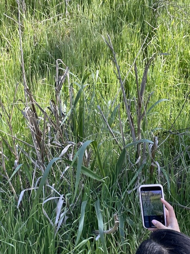 Leymus condensatus (giant wild rye) (alternate view 4)