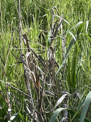 Leymus condensatus (giant wild rye) (alternate view 5)