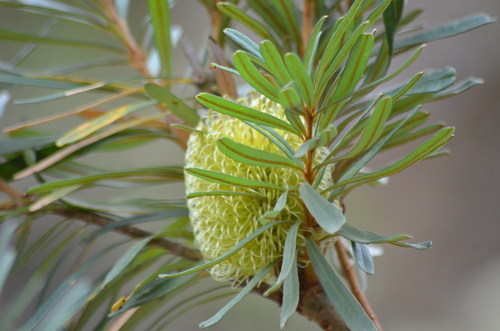 Banksia marginata (Silver Banksia) (alternate view 10)