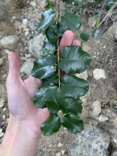 Prunus ilicifolia (hollyleaf cherry) (alternate view 2)