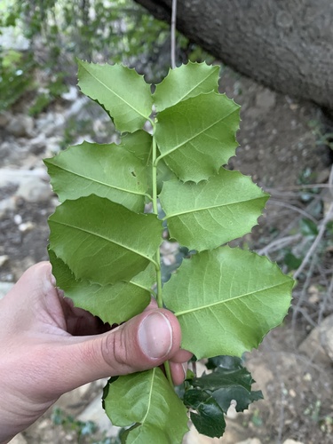 Prunus ilicifolia (hollyleaf cherry) (alternate view 3)