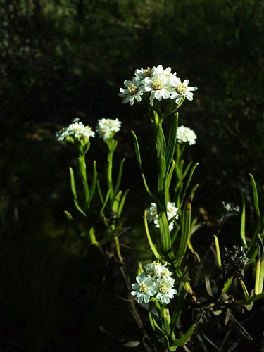 Ixodia achillaeoides (sand ixodia) (alternate view 3)