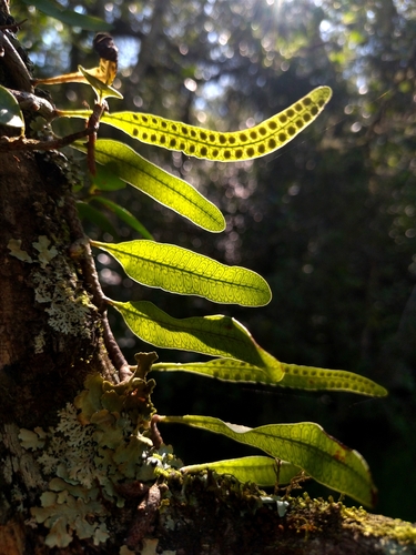 Microgramma (Snakeferns) (alternate view 2)