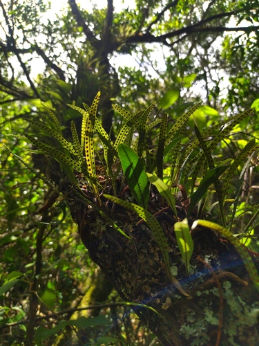 Microgramma (Snakeferns) (alternate view 3)