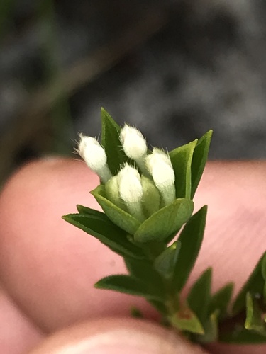 Pimelea linifolia (Queen of the Bush) (alternate view 7)
