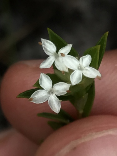Pimelea linifolia (Queen of the Bush) (alternate view 6)
