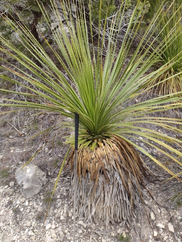 Dasylirion texanum (Texas sotol) (alternate view 5)