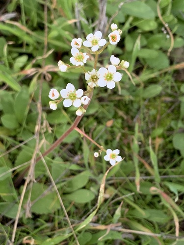 Micranthes californica (California Saxifrage) (alternate view 3)