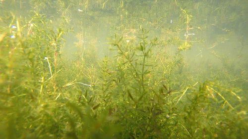 Hydrilla verticillata (hydrilla)