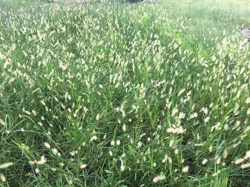 Setaria parviflora (knotroot bristlegrass) (alternate view 9)