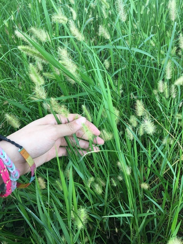 Setaria parviflora (knotroot bristlegrass) (alternate view 8)