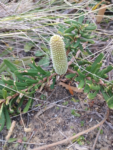 Banksia marginata (Silver Banksia) (alternate view 8)