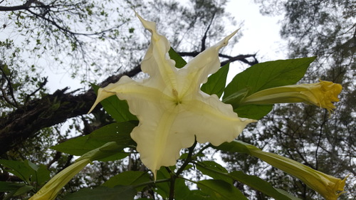 Brugmansia suaveolens (Angel's Trumpet)