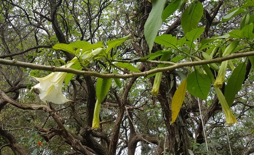 Brugmansia suaveolens (Angel's Trumpet)