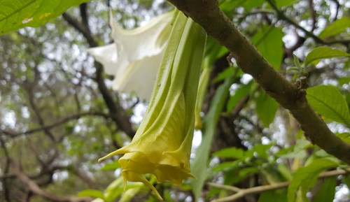 Brugmansia suaveolens (Angel's Trumpet)