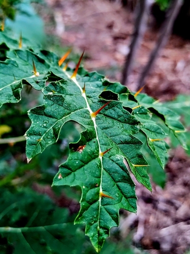 Solanum sisymbriifolium (Red Buffalo-bur)