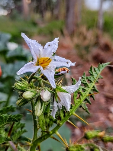 Solanum sisymbriifolium (Red Buffalo-bur) (alternate view 2)