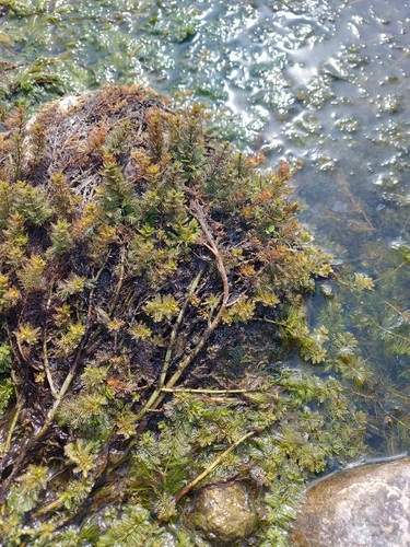 Myriophyllum spicatum (Eurasian watermilfoil)