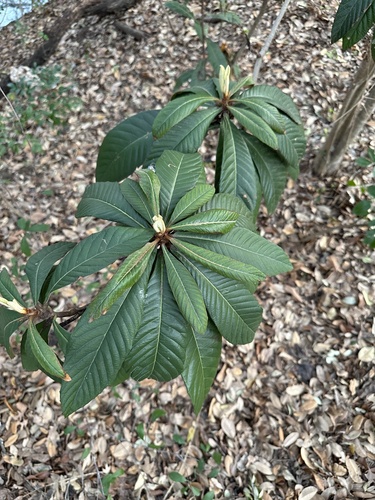 Eriobotrya japonica (Loquat)