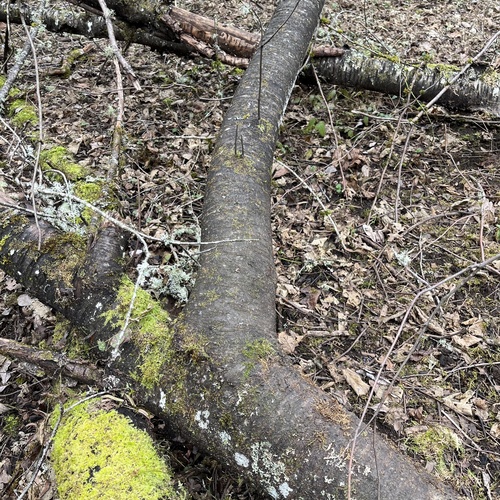 Prunus emarginata (Bitter Cherry) (alternate view 5)