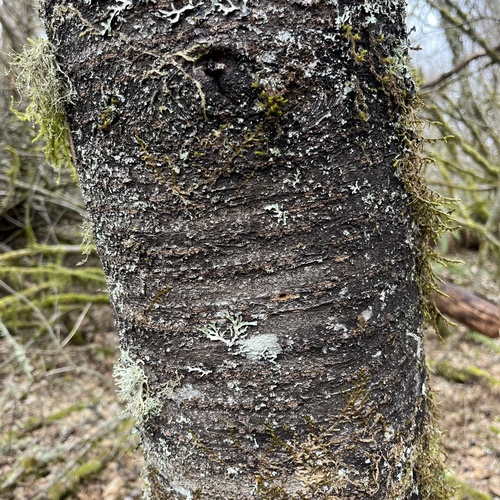 Prunus emarginata (Bitter Cherry)